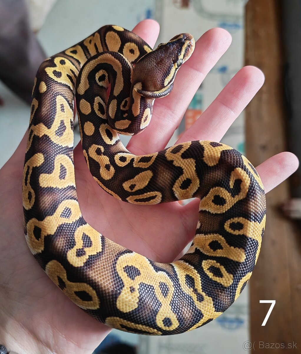 Pytón kráľovský/ Python regius - 5