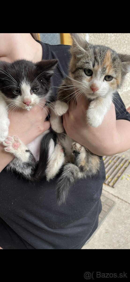 DARUJEM MAČIČKY AJ KOCÚRIKOV DO DOBRÝCH RÚK - 5