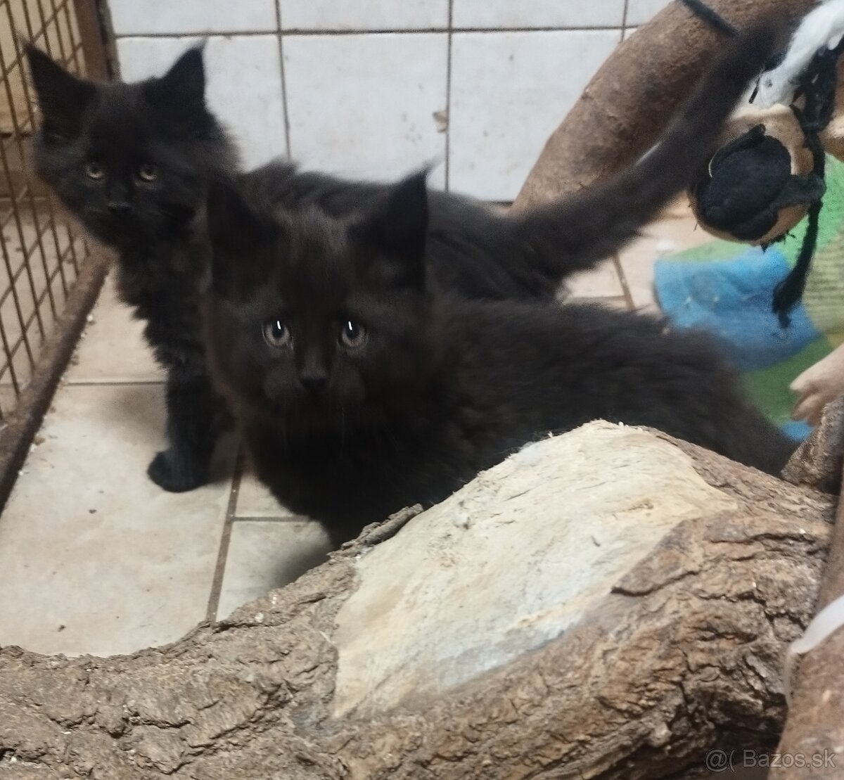 Mainska mývalia mačka - 5