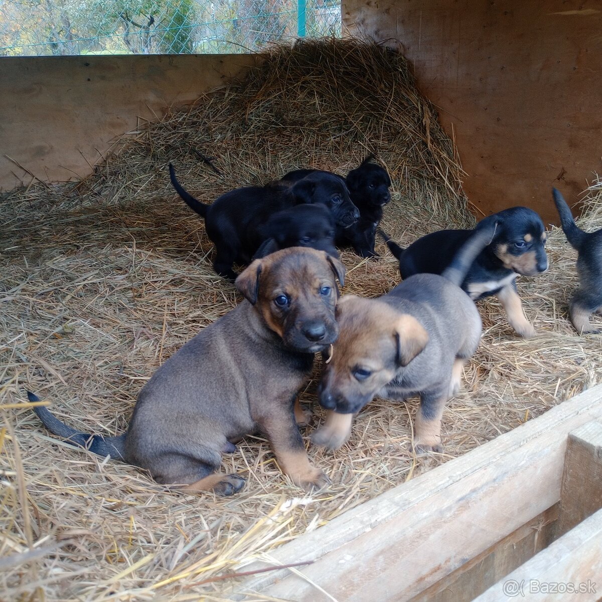 Darujeme steniatka - 5