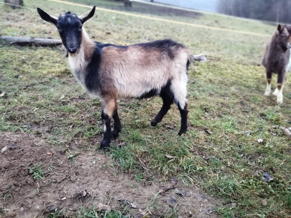 na predaj bezrohý cap do chovu - 5