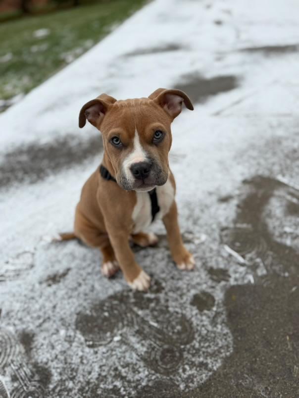 Americký Staford - 5