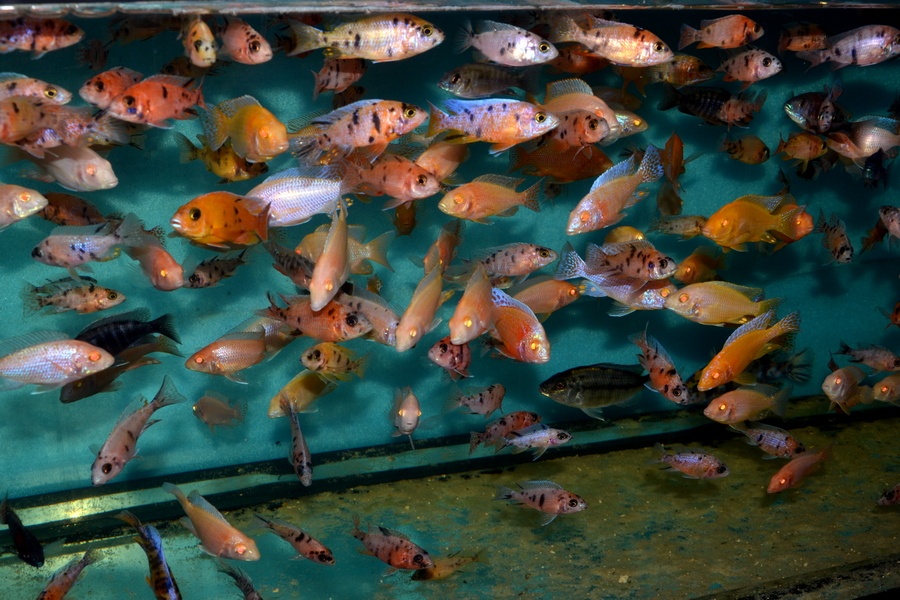 AFRICKÉ CICHLIDY - 5