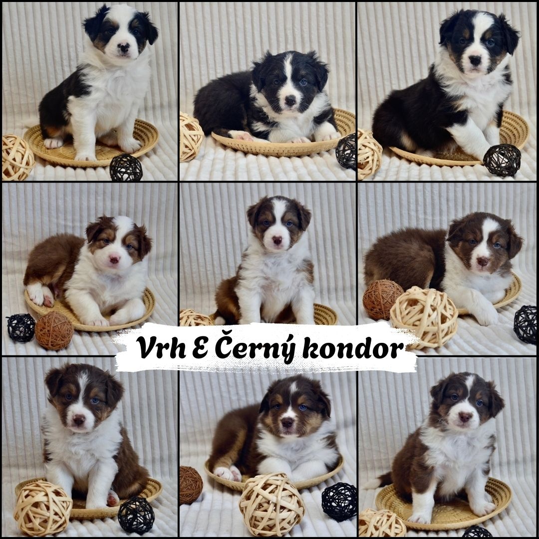 Australský ovčák - štěňátka s PP - 5