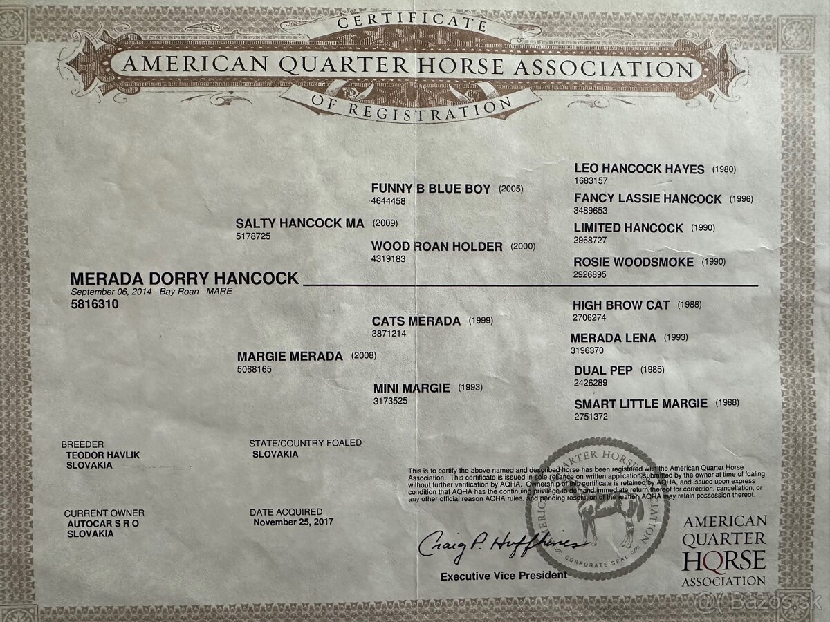 Kobyla Quarter horse - 5