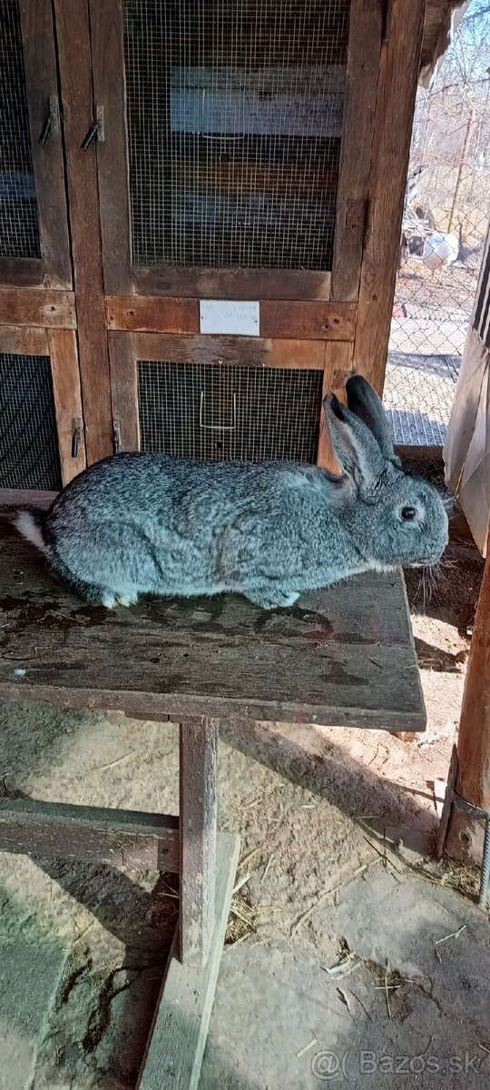 Činčila veľká - 5