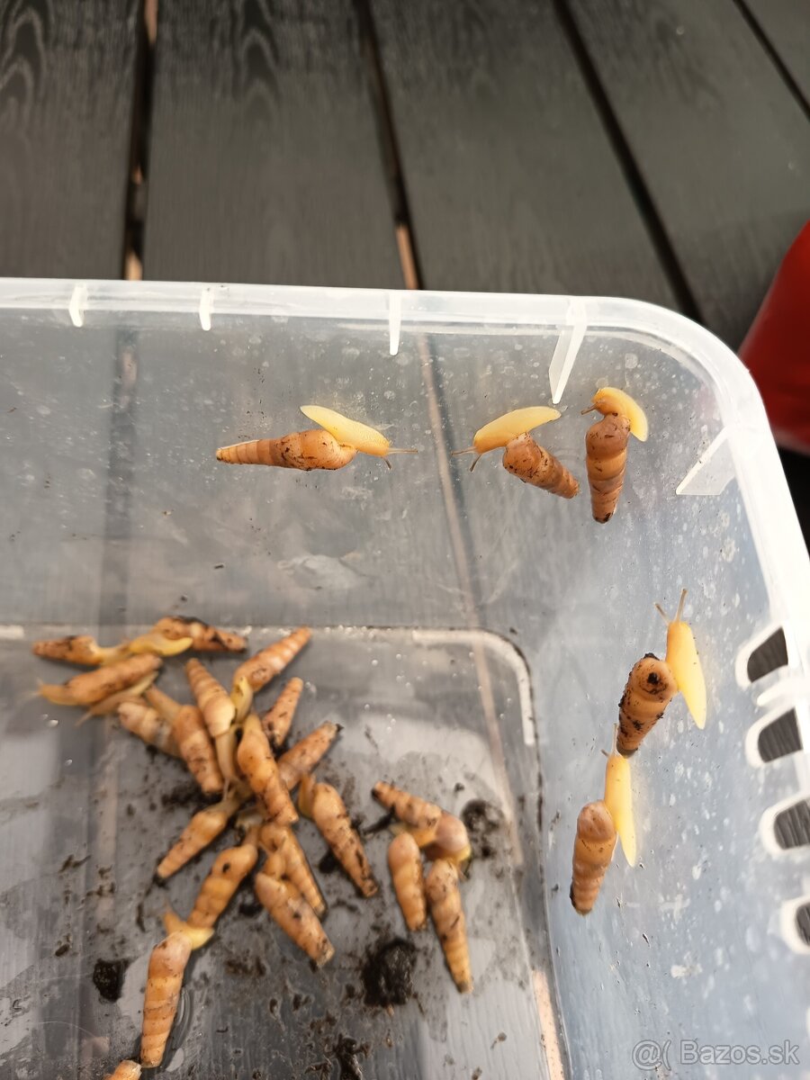 Rumina Saharica Rhodos 🐌 - 5