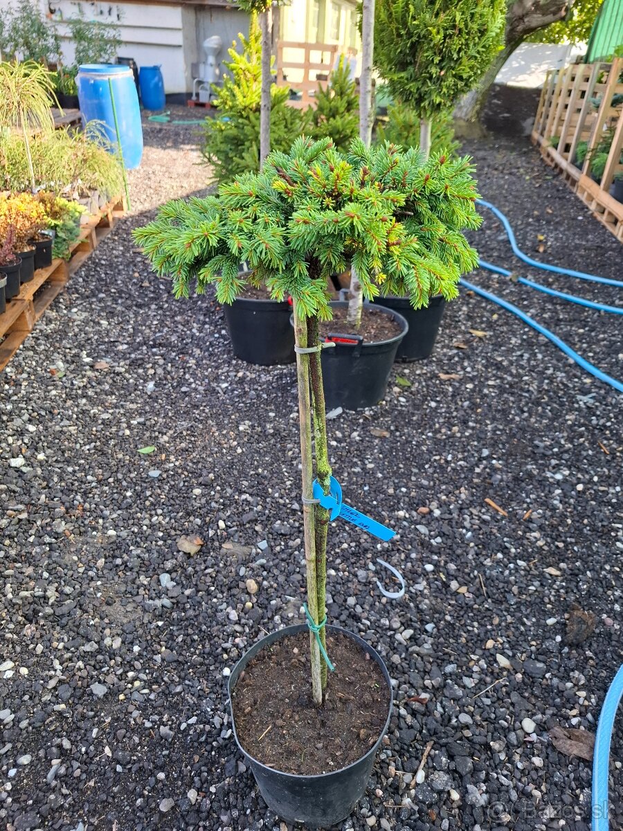 Stromy na kmienku - 5