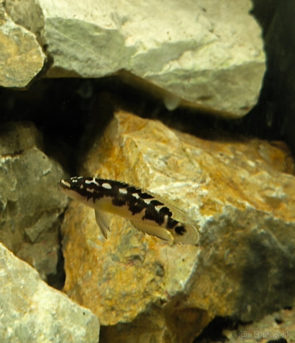 Cichlidy - 5