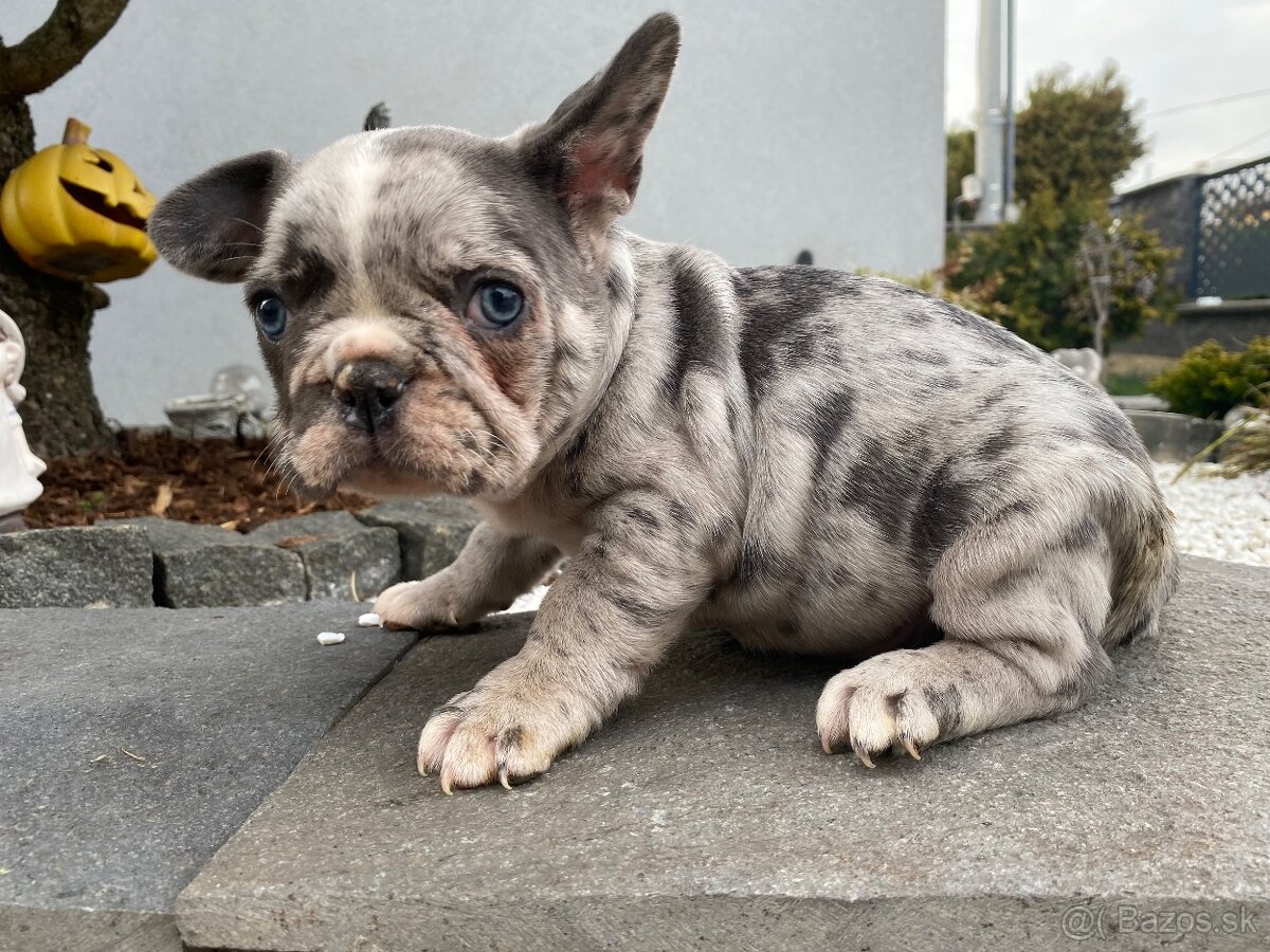 Francuzsky buldoček - 5