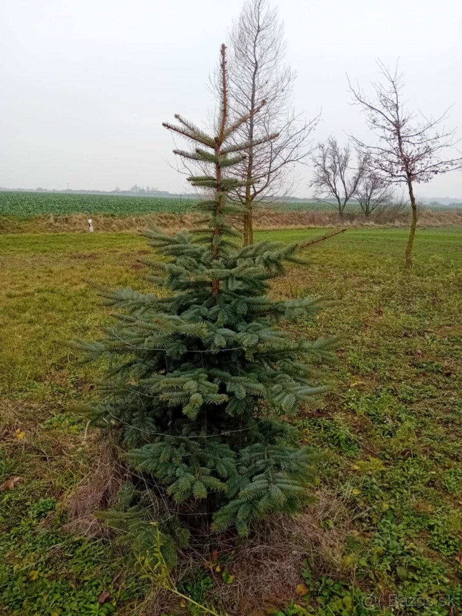 VIANOCNY ZIVY STROMCEK - 5