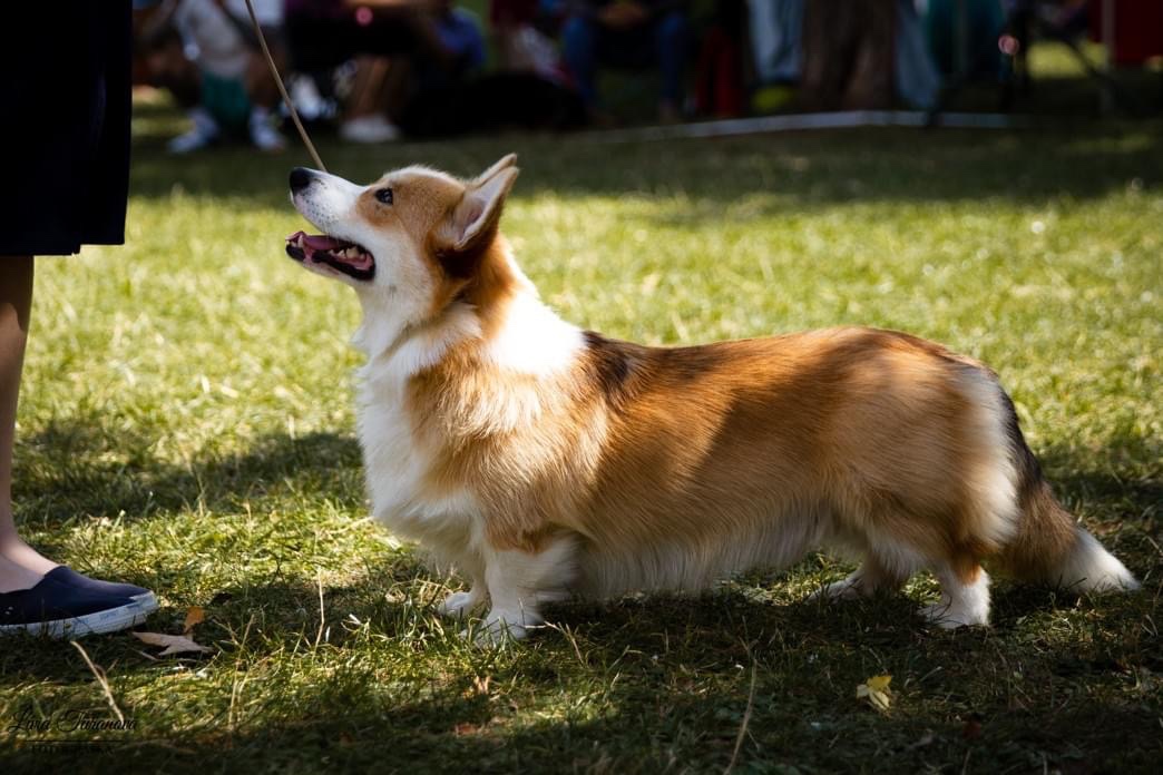 Welsh corgi pembroke s PP - 5