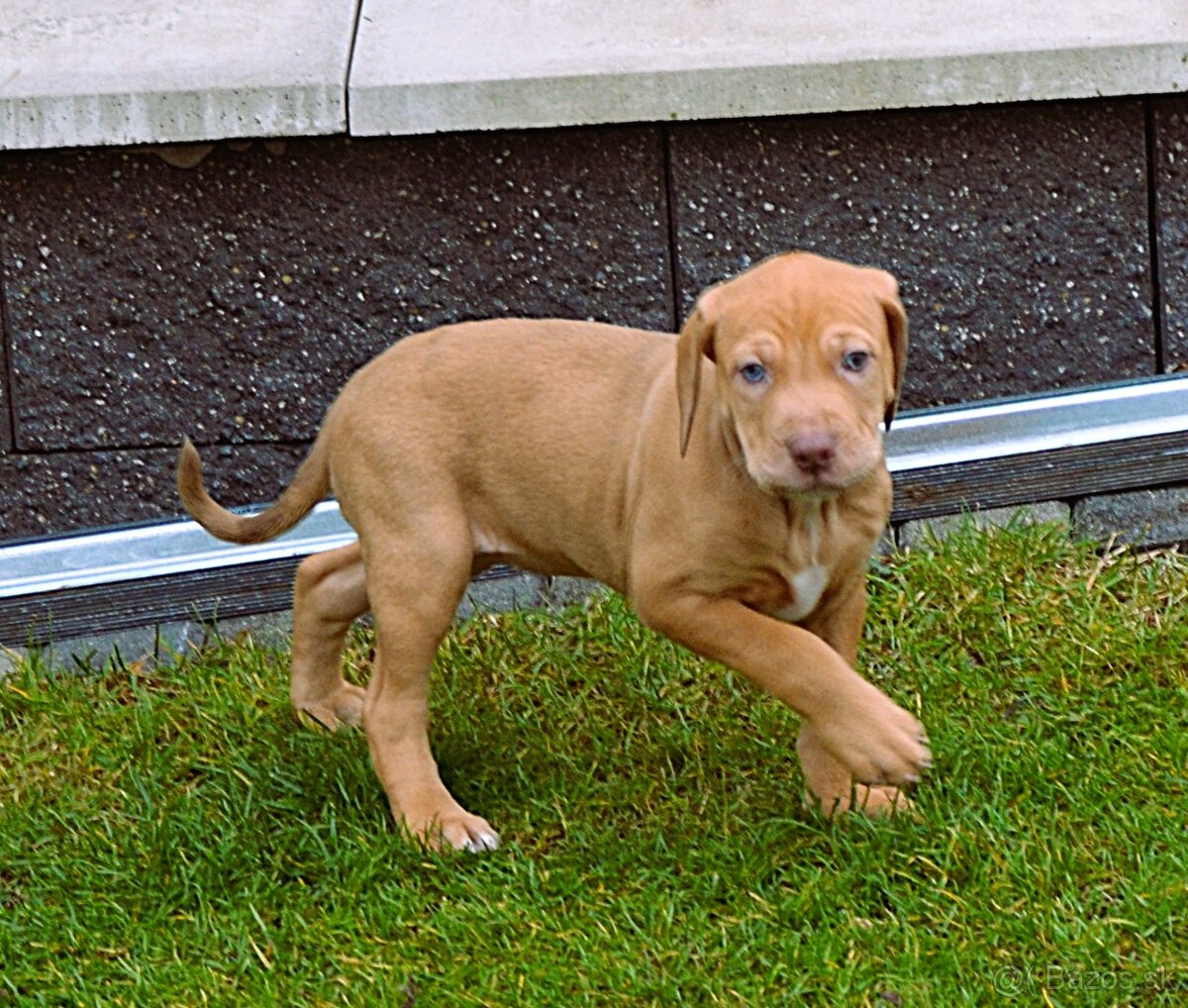 Louisianský leopardí pes s PP - 5