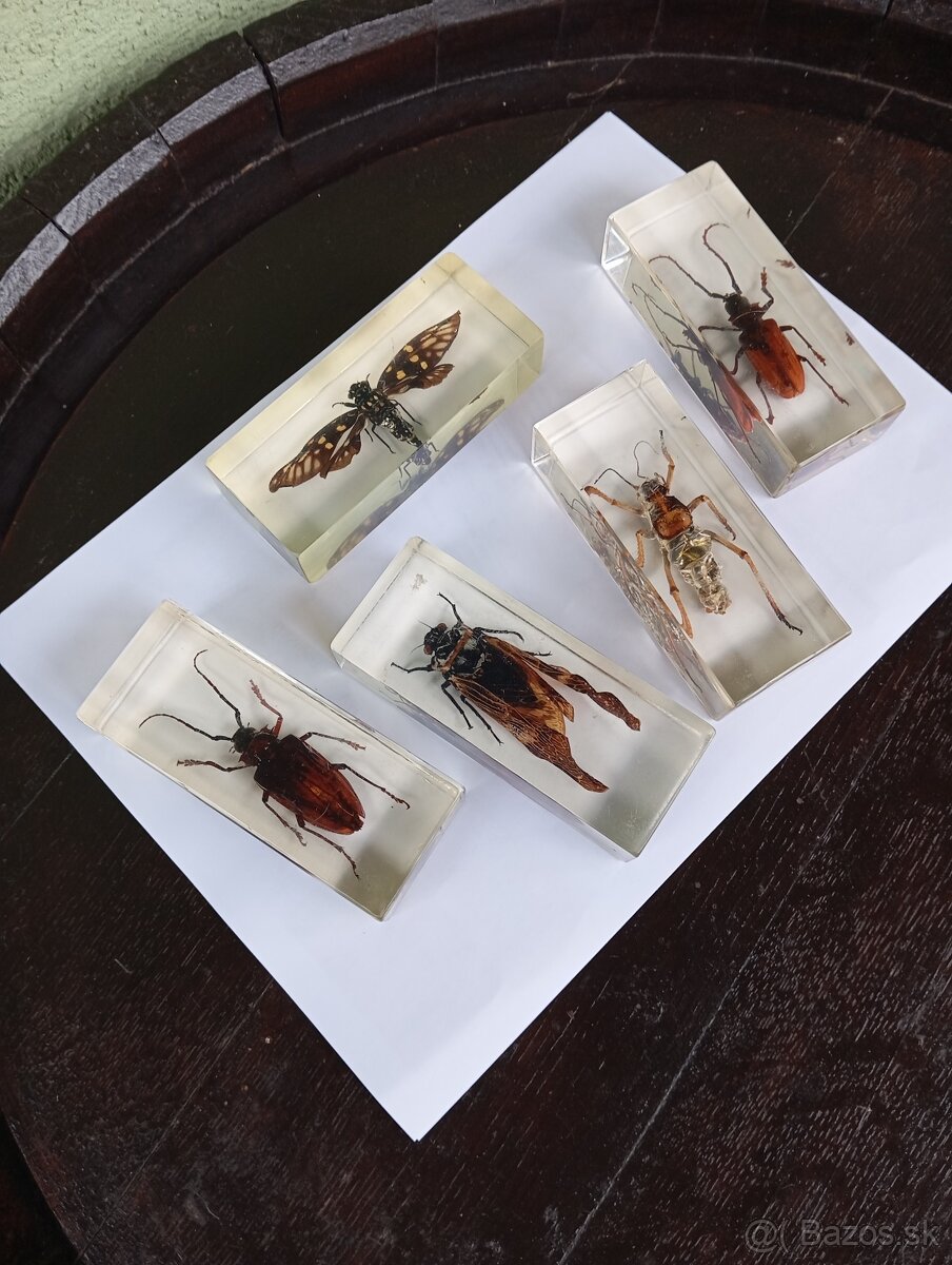 Super Vau zbierka Hmyzu - 5