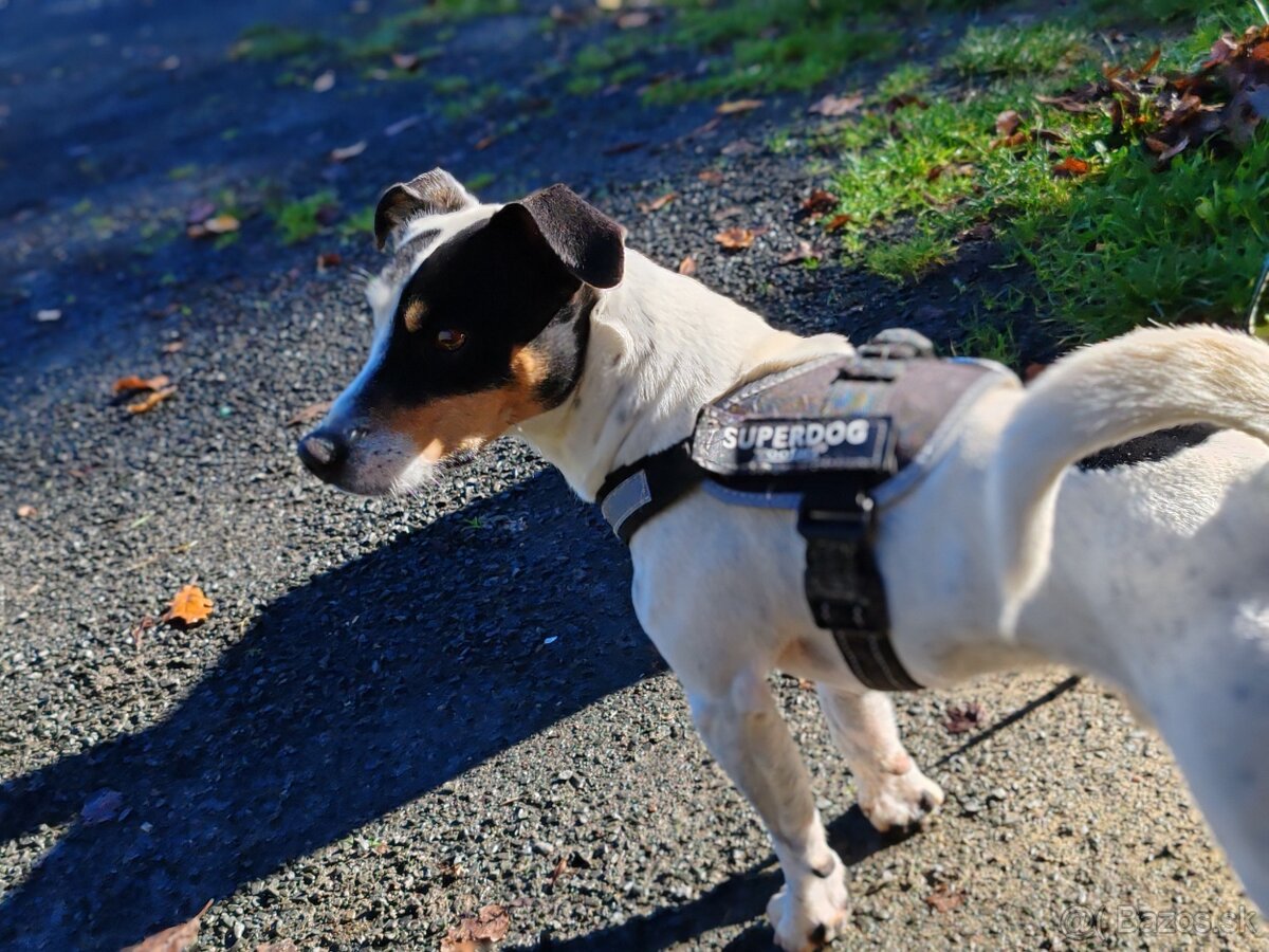 Jack Russel na krytie - 5