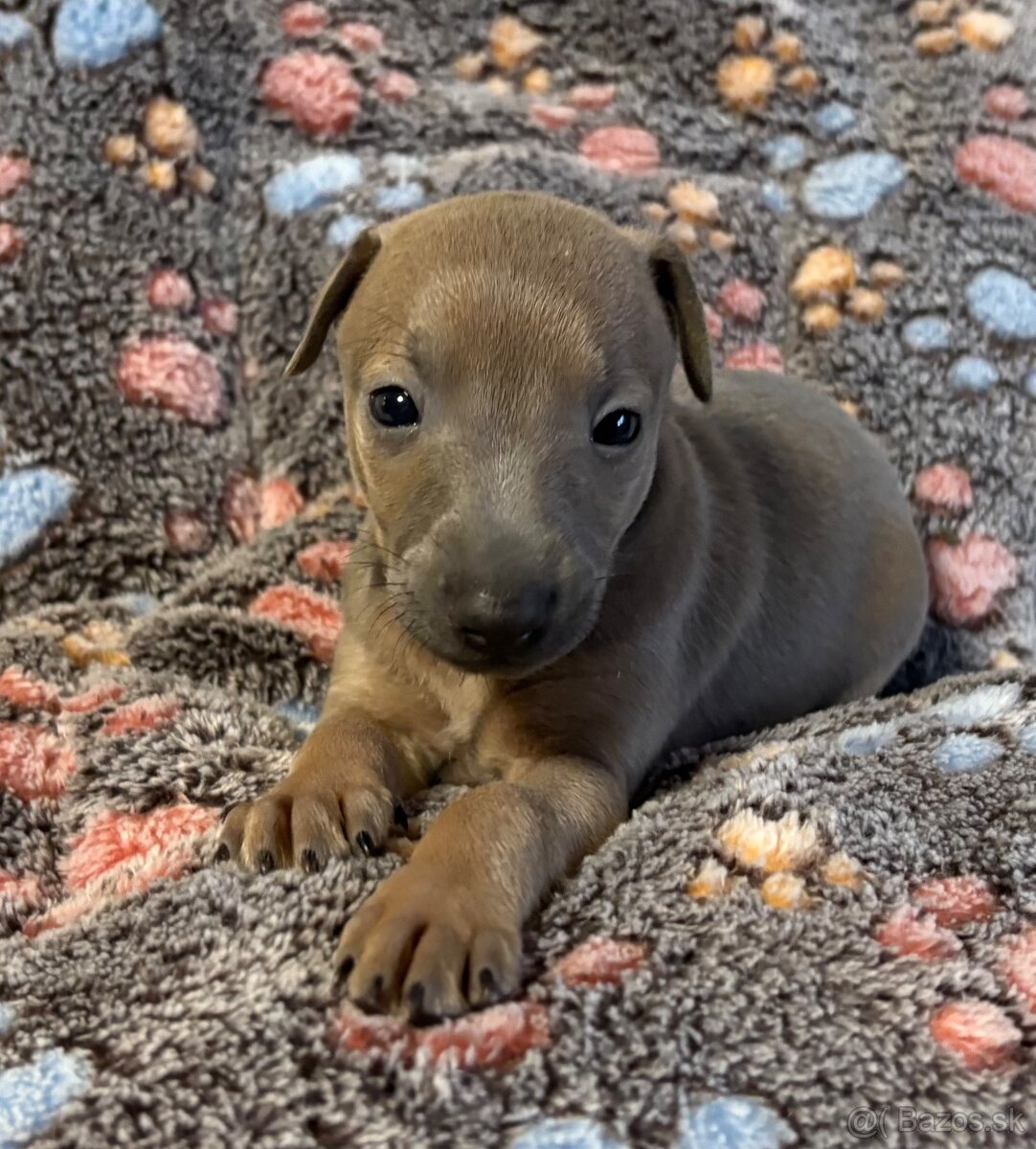 Taliansky chrtik s PP - modrý, izabelový, čierna - 5