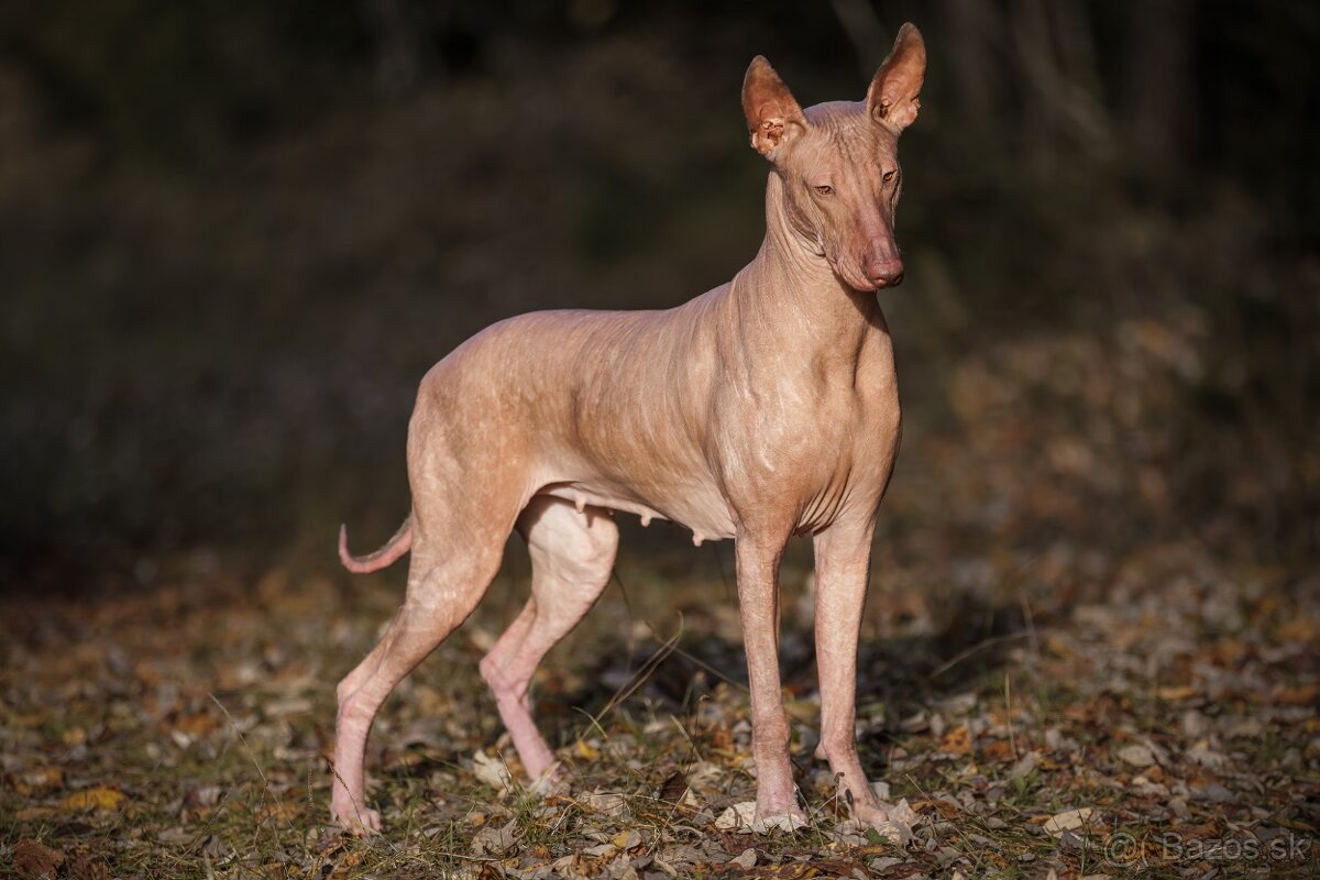 Peruánsky a Mexický naháč - 5