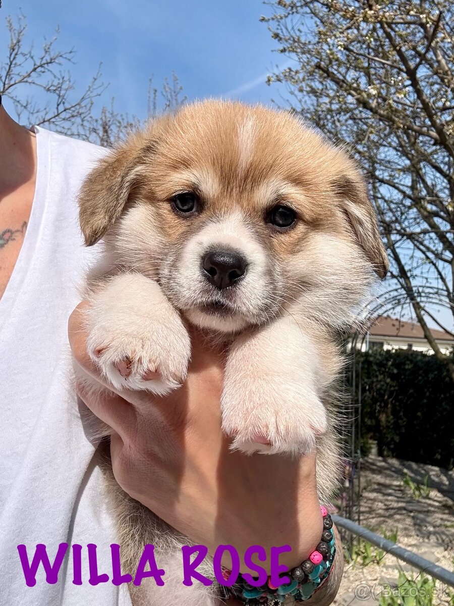 Welsh corgi pembroke s PP - 5