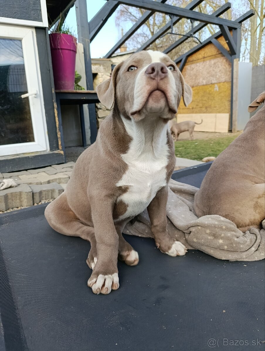 Pejsek American bully xl xxl - 5