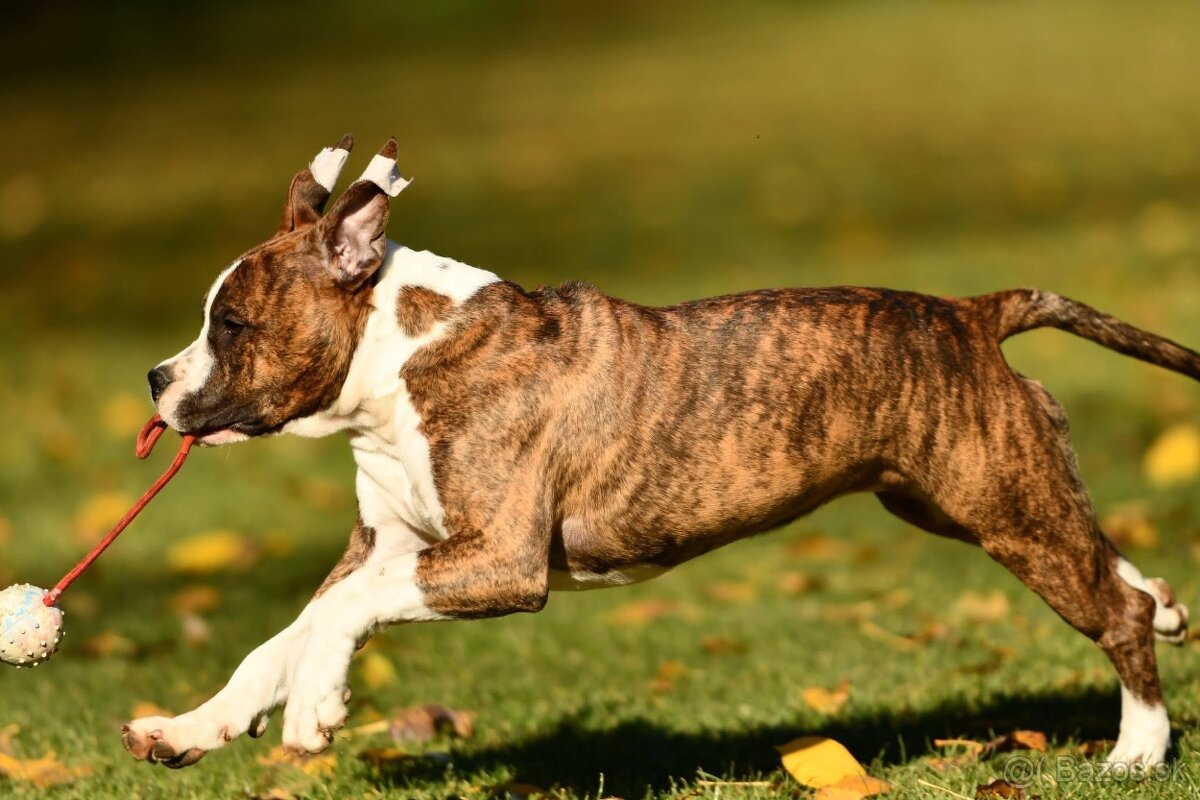 Americký stafordšírsky teriér s PP - 5