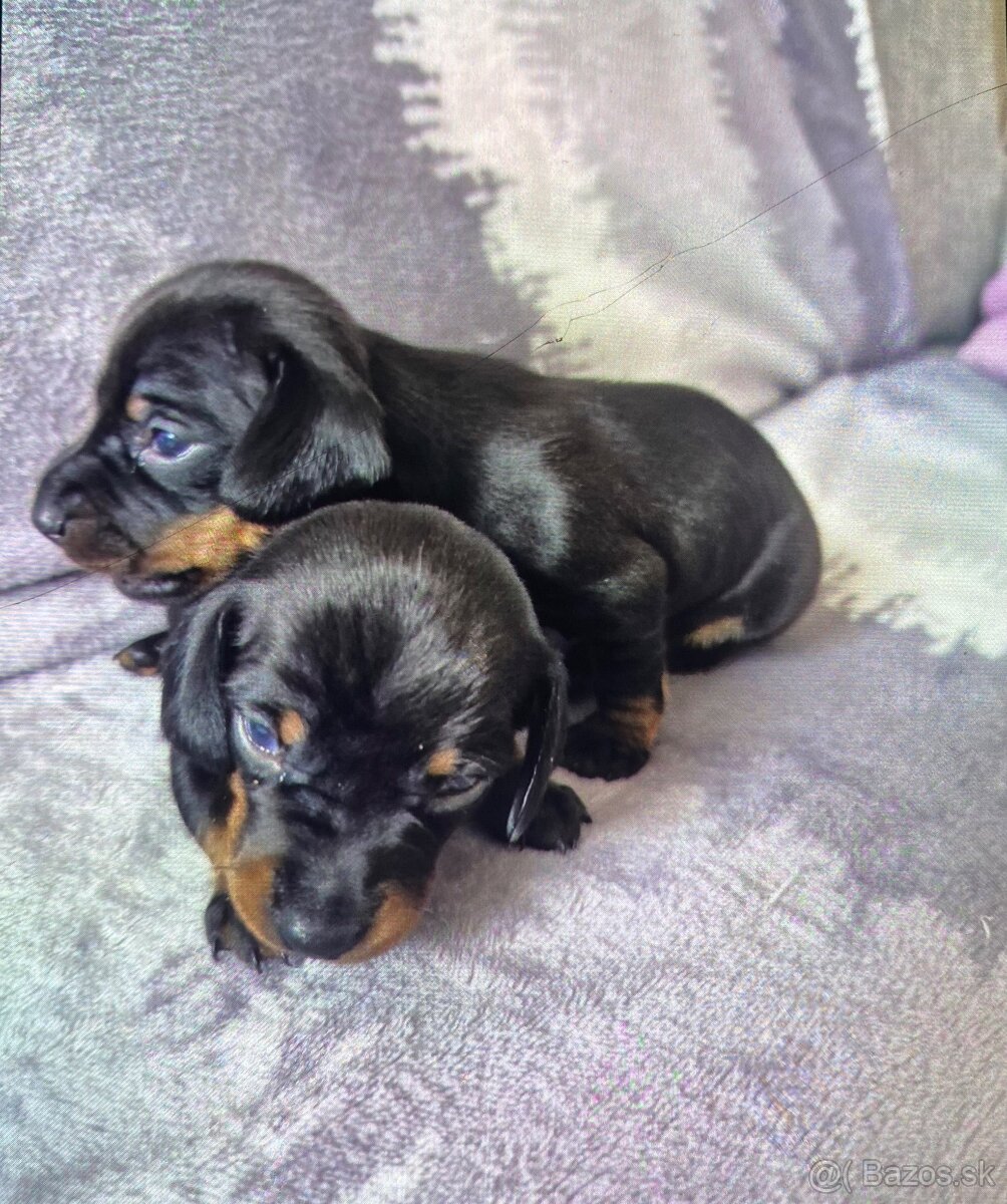 Jazvecik trpaslici - 5