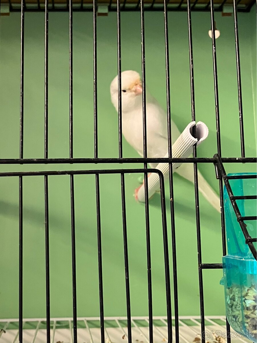 Predám kanáriky - 5