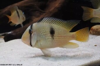 lemon oscar +mix - 5