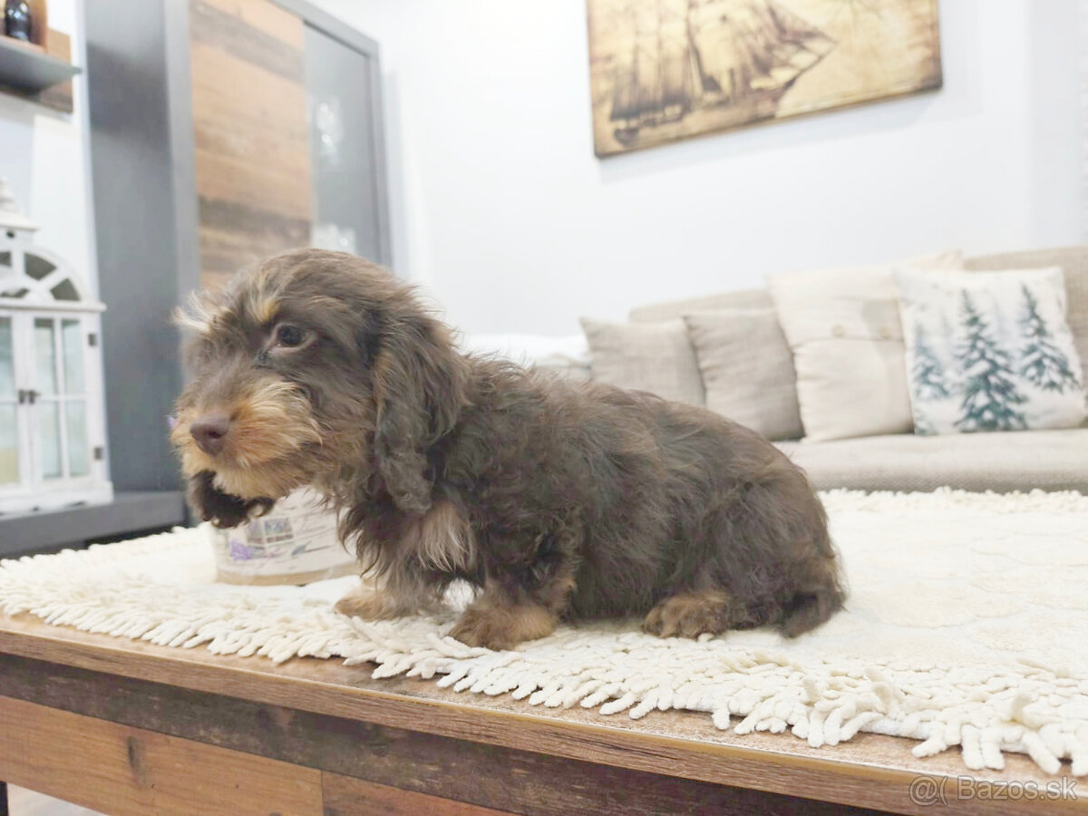 jazvečík trpasličí králičí - 5