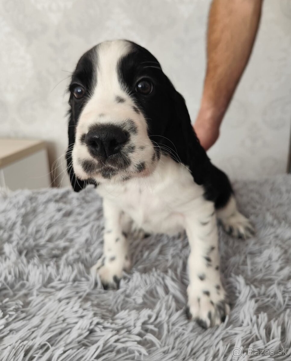 Anglicky špringeršpaniel šteniatko pes s PP - 5