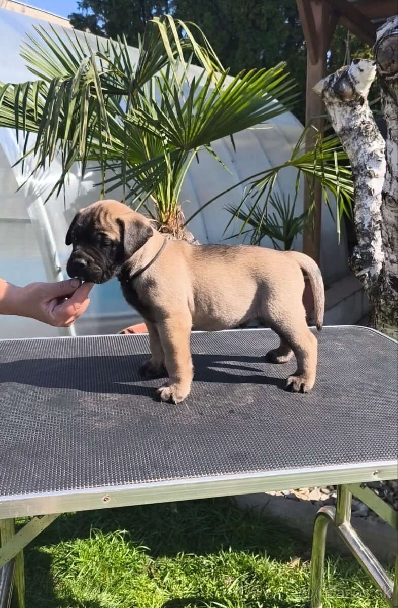 Bulmastif/ Bullmastiff s PP - 5