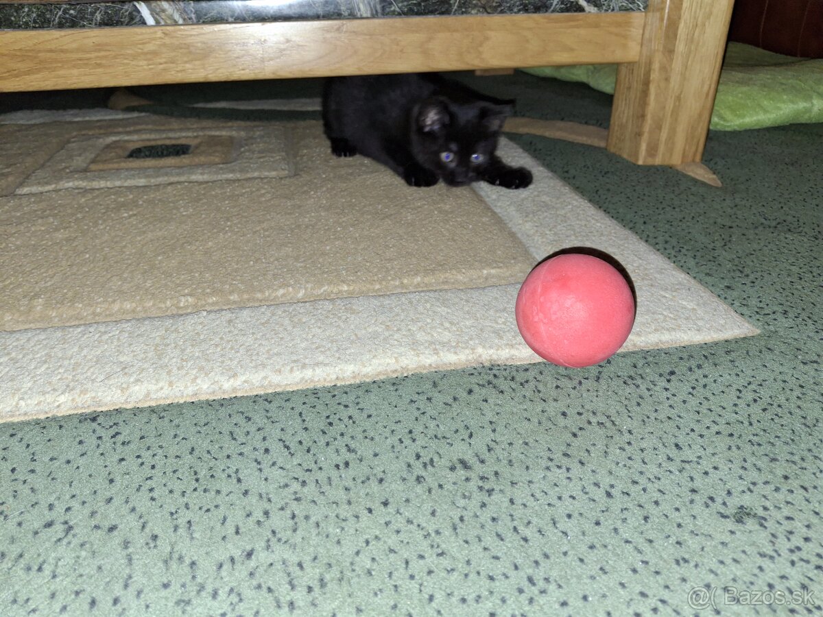 Darujem mačiatko - 5