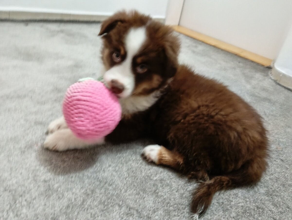 Miniaturní Americký ovčák s PP - 5