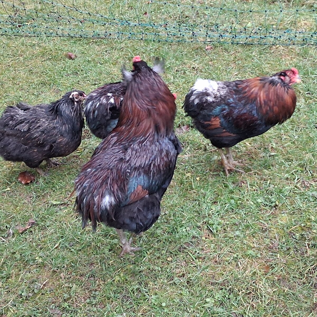 Aracuana - kohút - 5