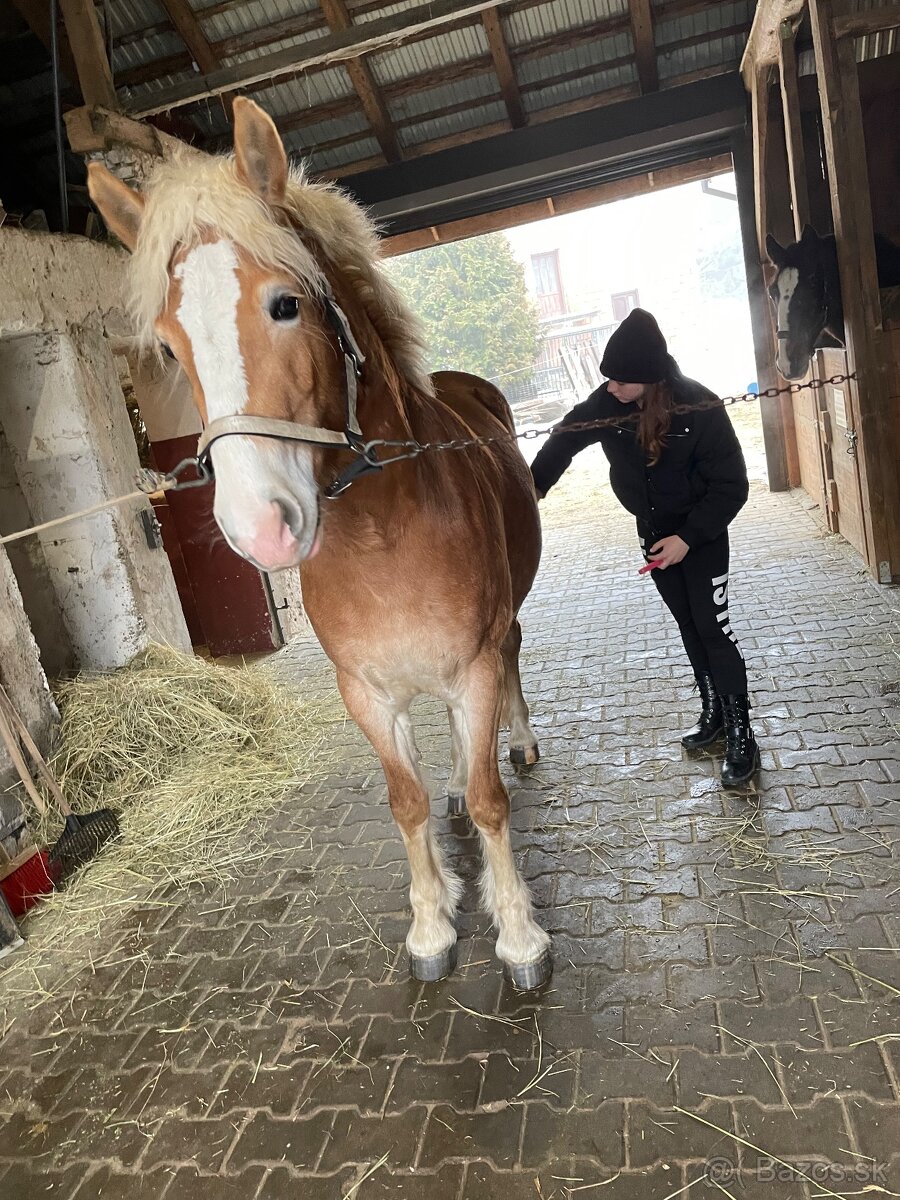 Kobylka hafling 3 roky - 5