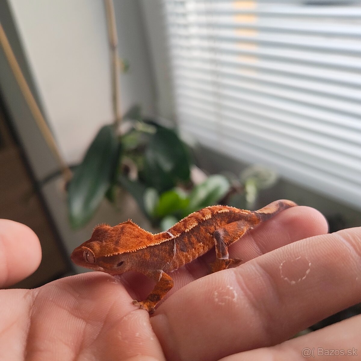 Pagekon riasnatý/Correlophus ciliatus - 5