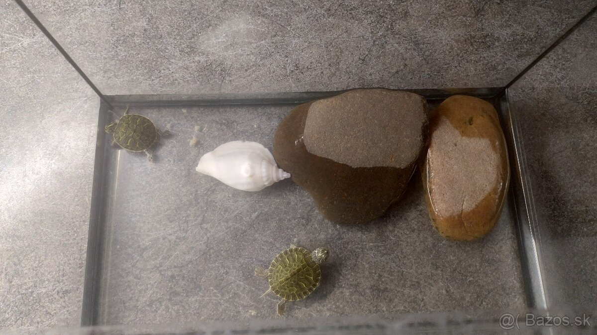 Vodné korytnačky - 5