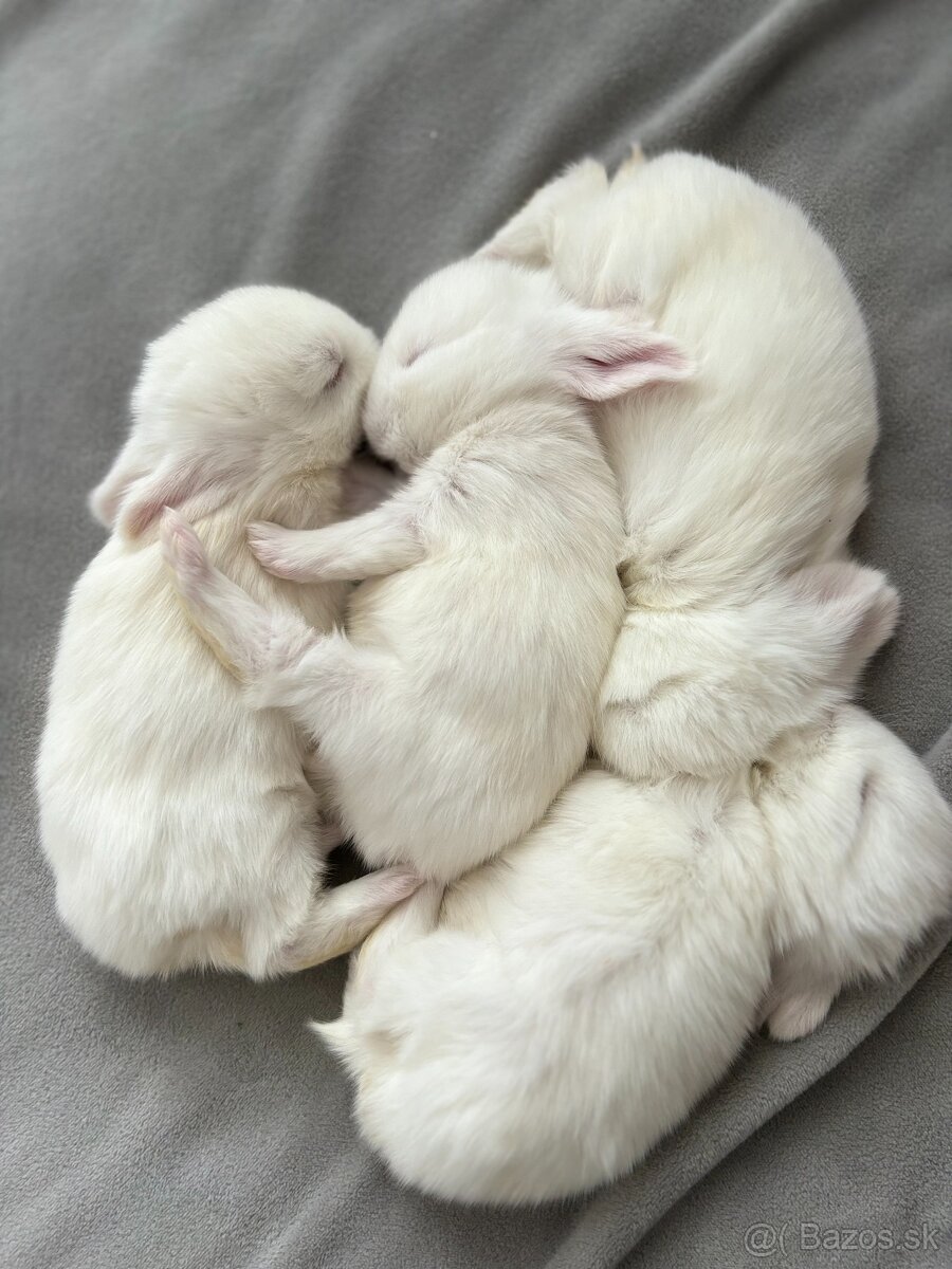 Huňaté Minilop králiky -BIOvýživa, odborný chov, VP - 5
