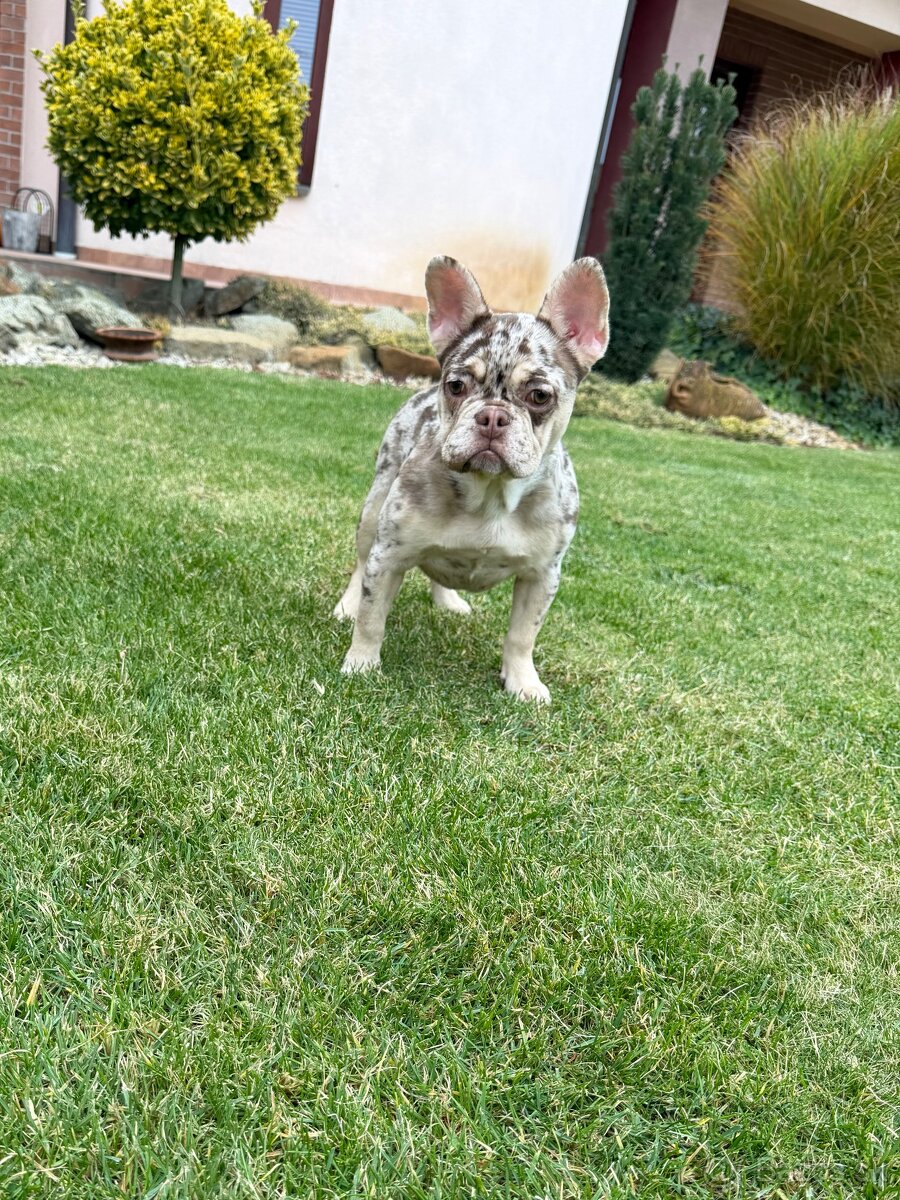 Francuzsky buldoček isabella and tan merle a big rope fenka - 5