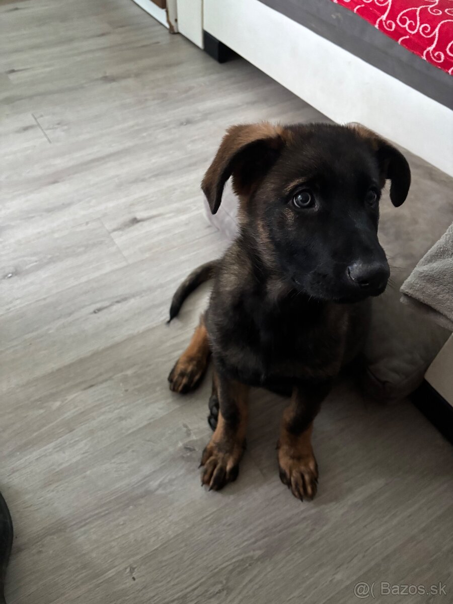 Šteniatko nemecký vlčiak - 5