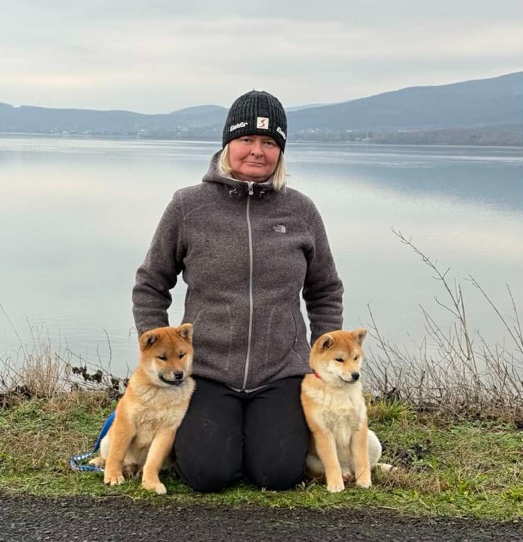 Shiba inu s PP /FCI / - 5