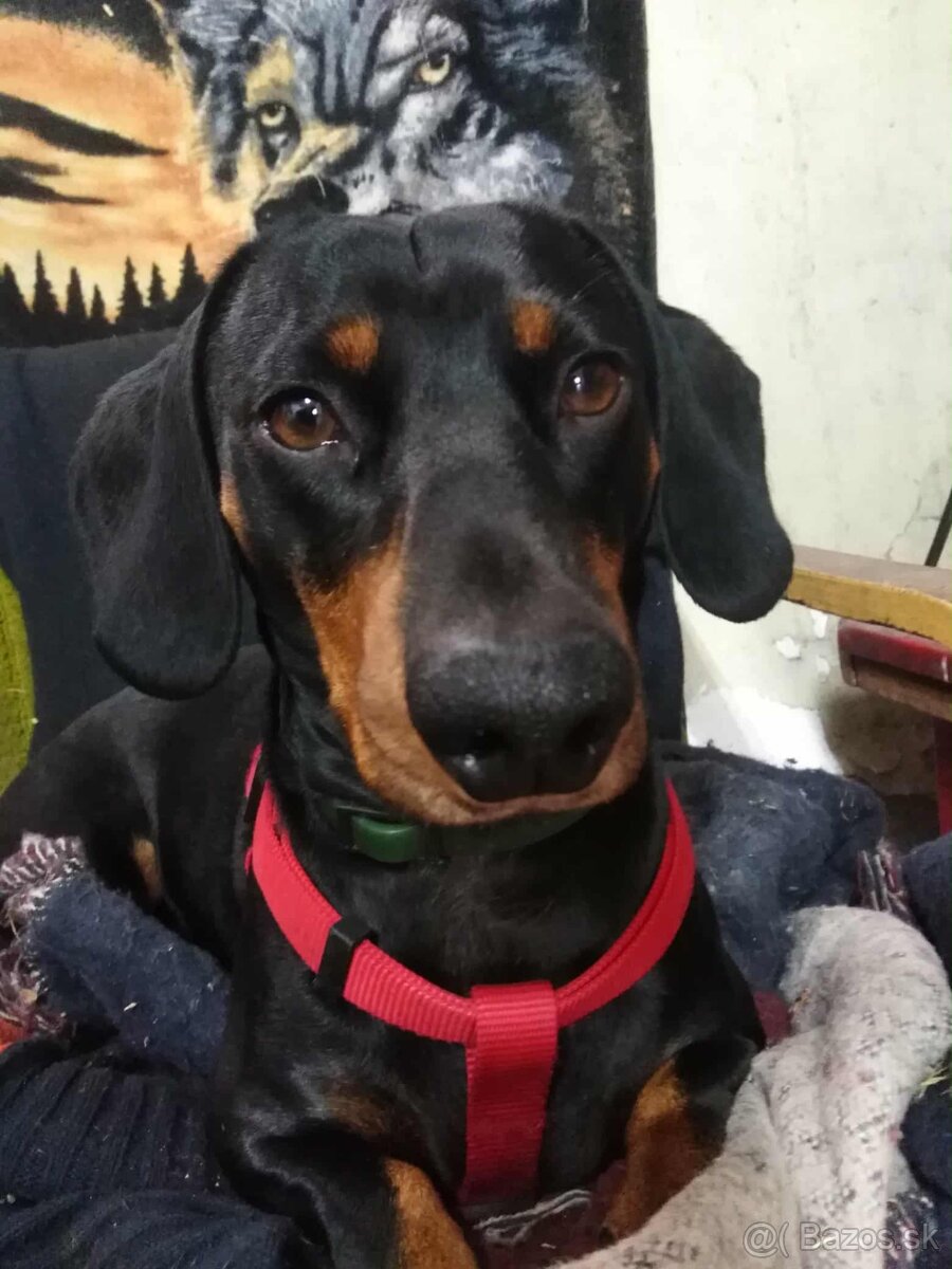 Krásne čistokrvné jazvečíky na rezerváciu - 5