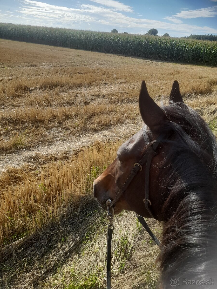 Na predaj valach 10r - 5