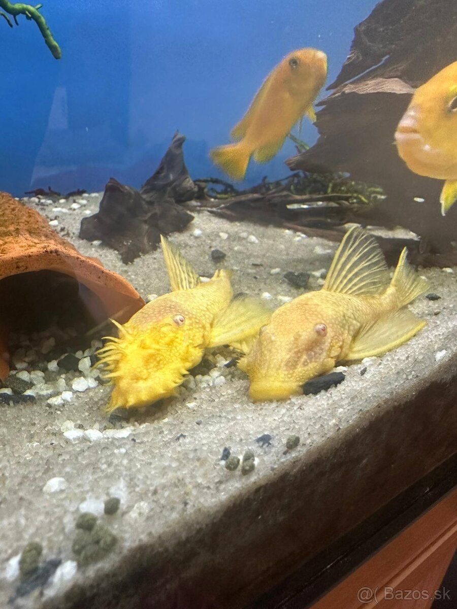 Predám Ancistrus Gold - Vlastný chov - 5