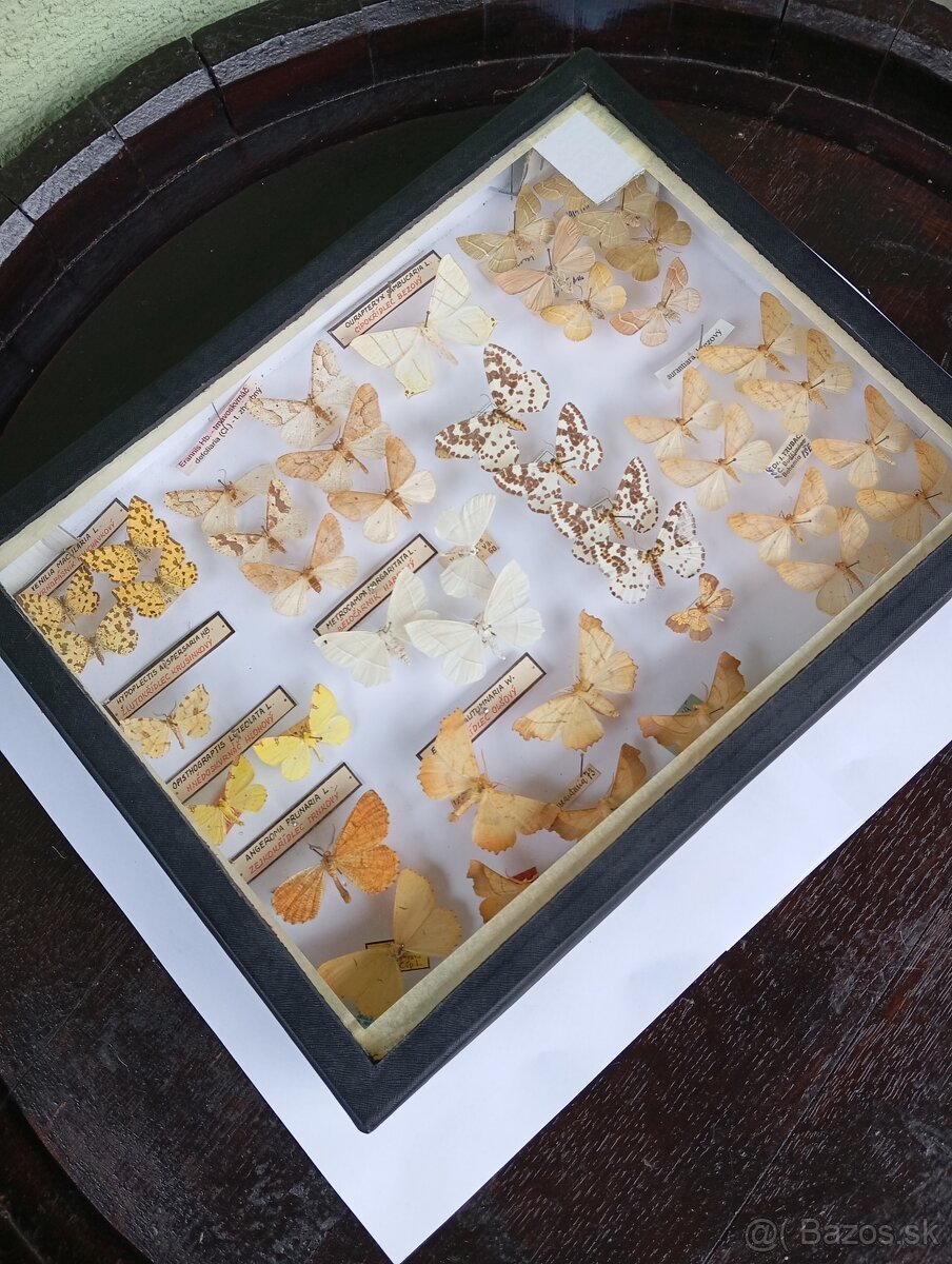 Krásna zbierka Motýľov 2 - 5