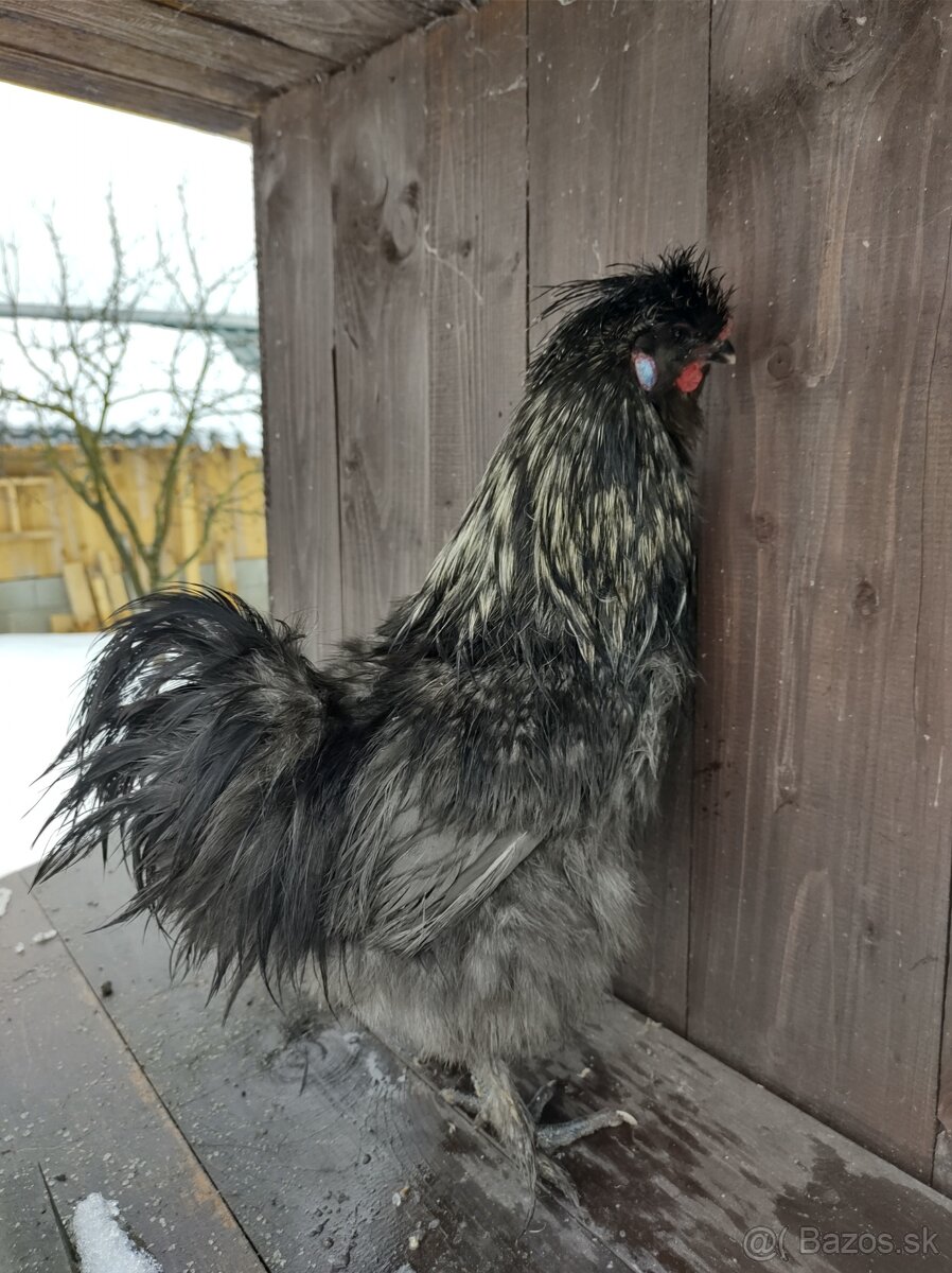 predám kohútov hodvábničky USA - 5