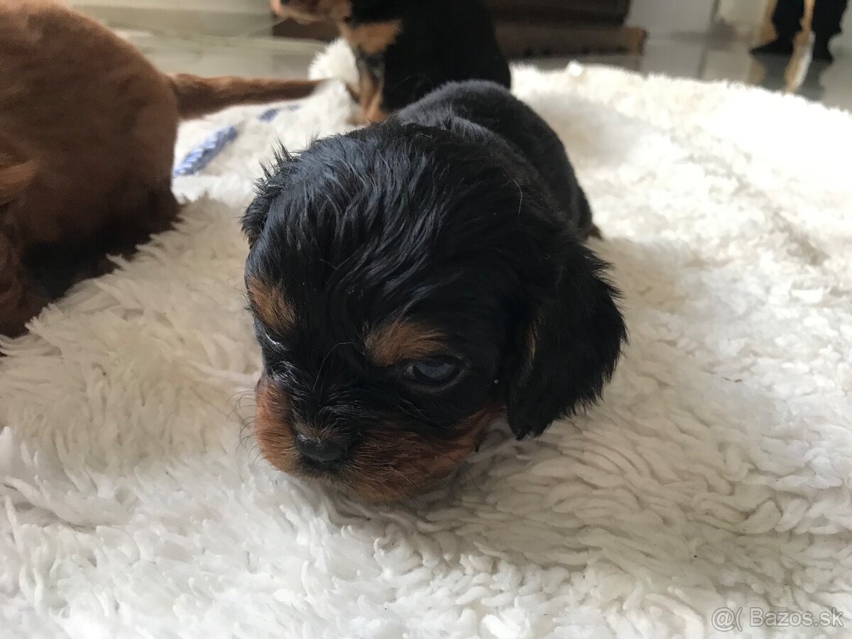 Kavalier king charles - 5