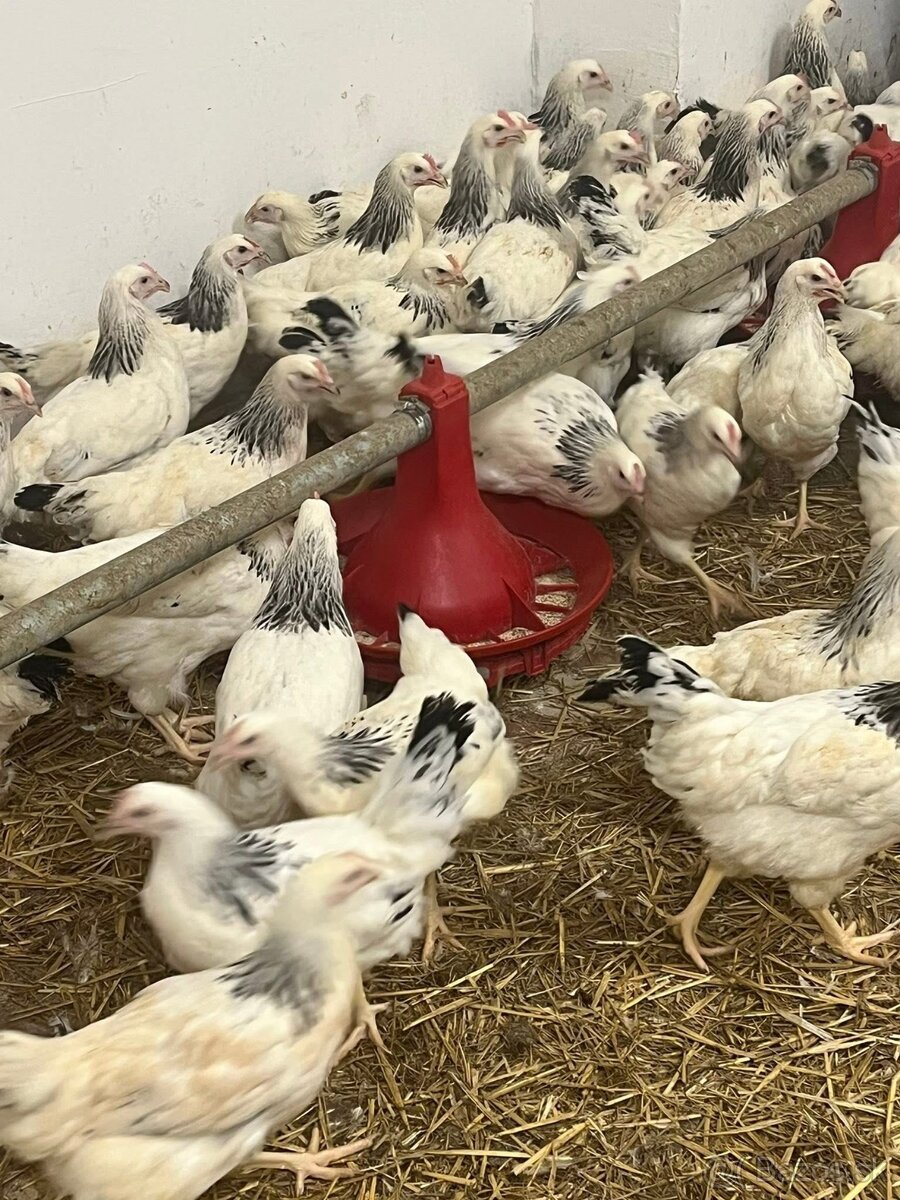 Mládky,Kurčata ,Nosnice - 5