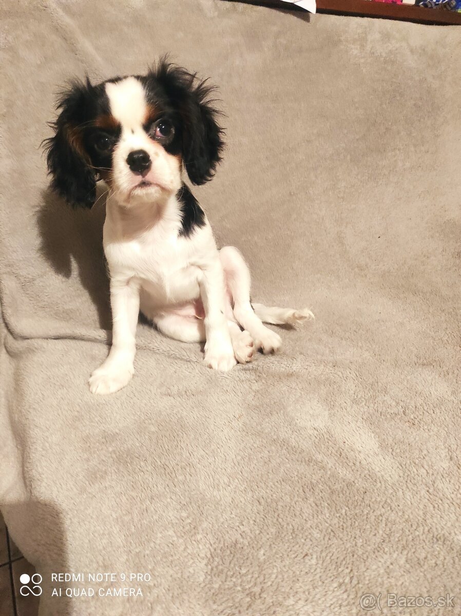 Cavalier steniatko - 5