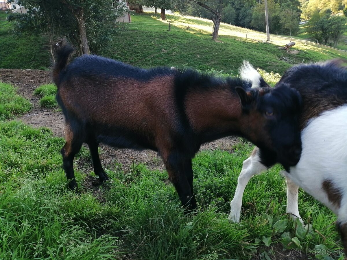 predám capa lamancha chov/spásanie/jatočne - 5