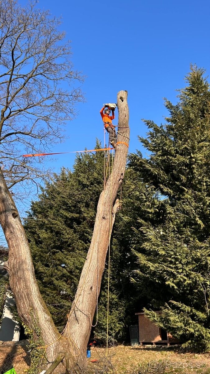 Orezávanie stromov, rizikový výrub stromov, pilčícke práce - 5